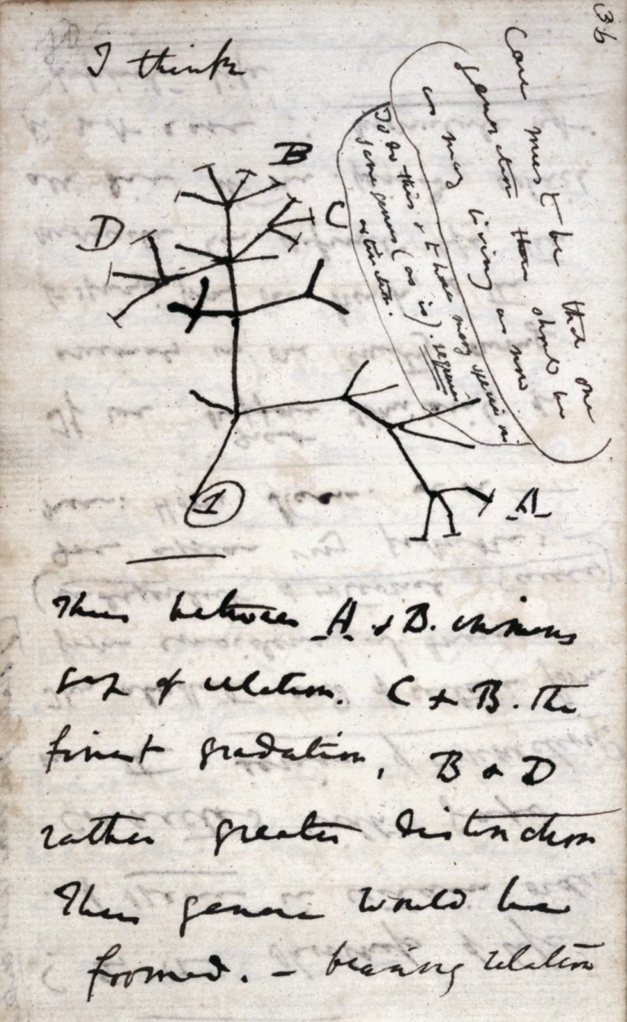 A page of Darwin’s notebook: the words “I think” above a branching tree sketched in ink, its branches marked A, B, C and D, with handwritten notes beside and below.